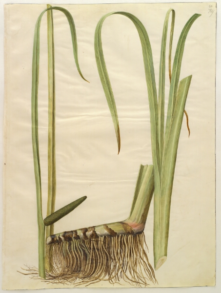 Hans Simon Holtzbecker, Acorus calamus (almindelig kalmus)