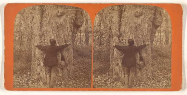 Unknown, [Big Tree, North Andover, Mass.]