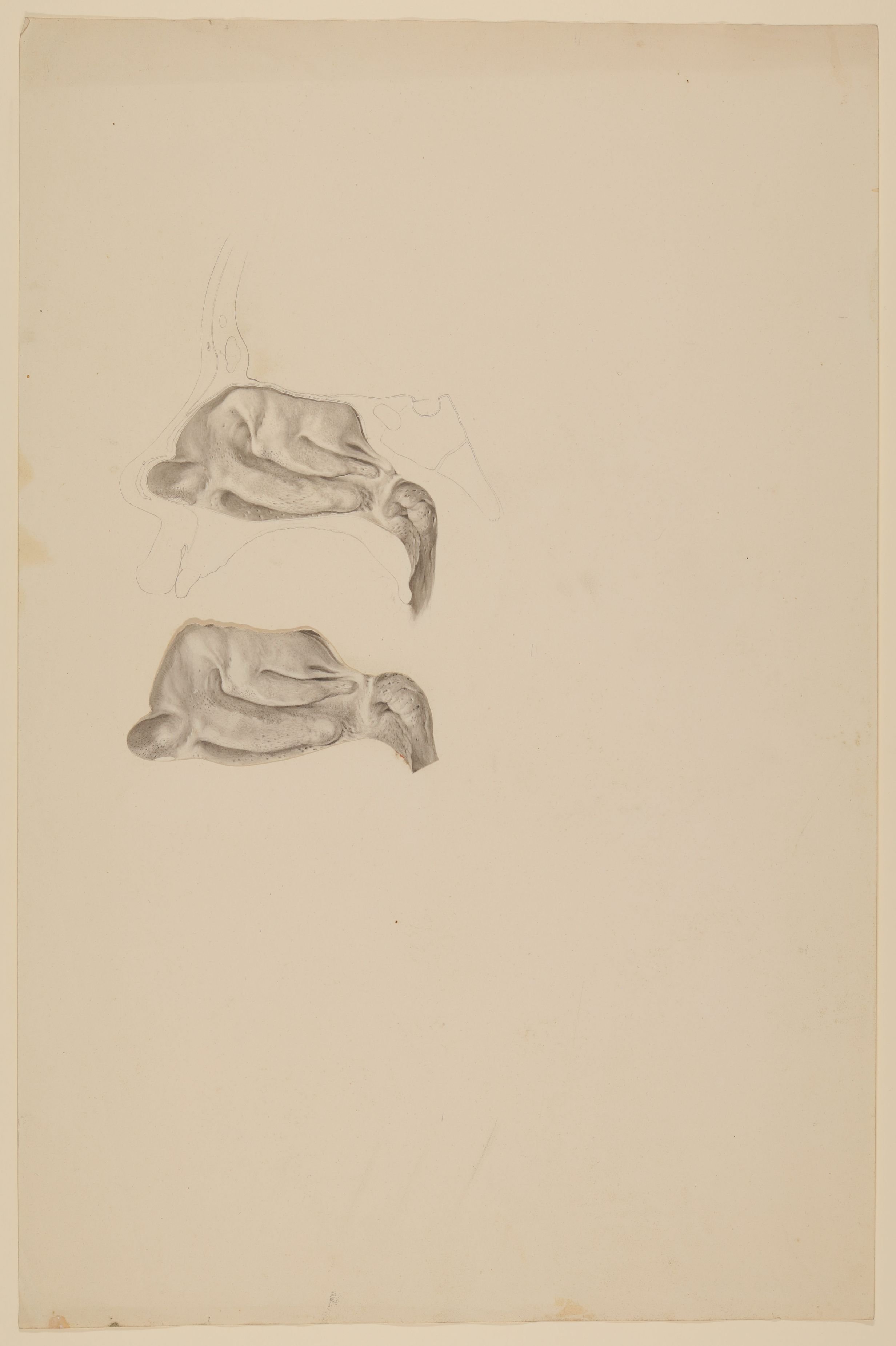 Christian Koeck, Äußere Wand der rechten Nasenhöhle nach weggenommener Nasenscheidewand, mit Darstellung der Nerven (oben) und Schleimhöhlmündungen (unten) [Vorzeichnung zu Samuel Thomas Soemmerring, Abbildungen der menschlichen Organe des Geruchs, Frankfurt am Main 1809, Tafel 3, Fig. I und II ("schattierte" Darst…