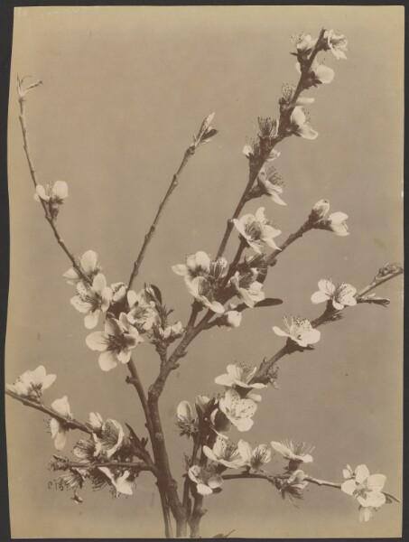 Unknown, [Floral study with small white flowers]
