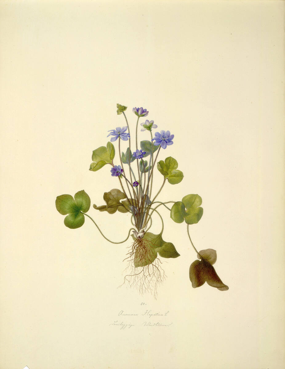 AugustRokert, Anemone Hepatica L - Leberblümchen