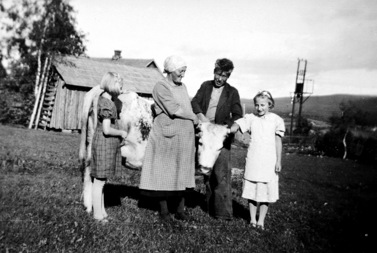 Anno Domkirkeodden, Voksne og barn sammen med ku i Misjonsveen, Torsæter, Veldre, Ringsaker. Fra venstre er Helga Syversen (født Pedersen), Berthe Pedersen, Bjarne Gudbrandsen, Grethe Pedersen.
