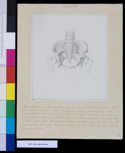 M. Houtman, Pelvis