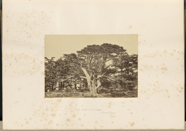 Francis Frith, The Largest of the Cedars, Mount Lebanon