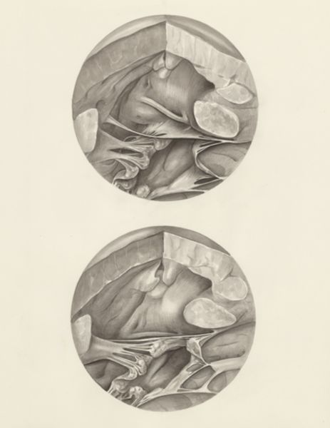 H.G Wetselaar, Two microscopic magnifications of parts of the heart