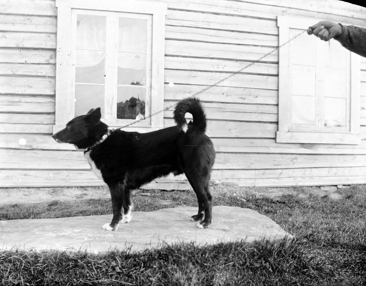 Anders O. Sørhuus, Hund
