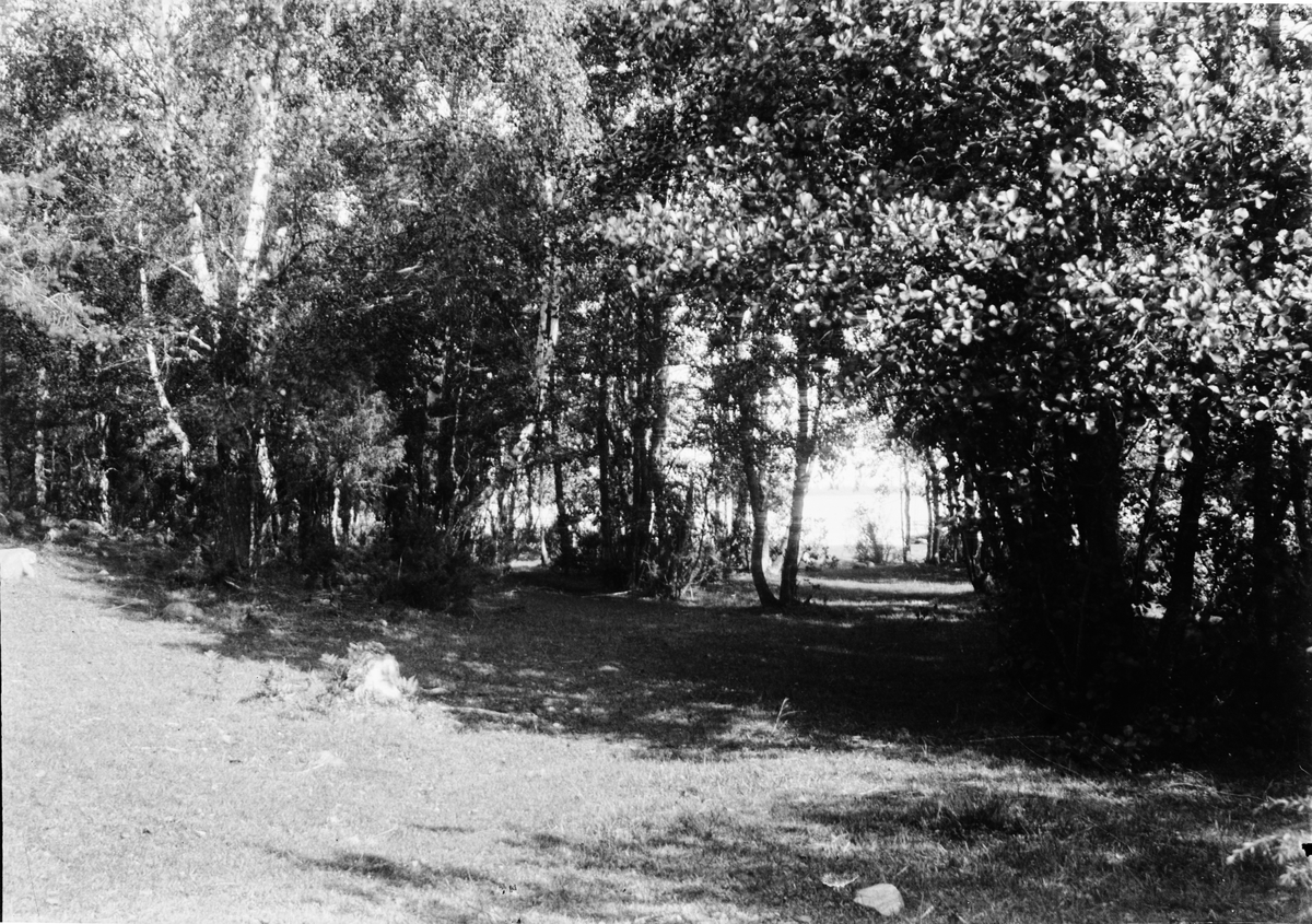 Skötsner-Edhlund, Träddunge, Östhammar, Uppland
