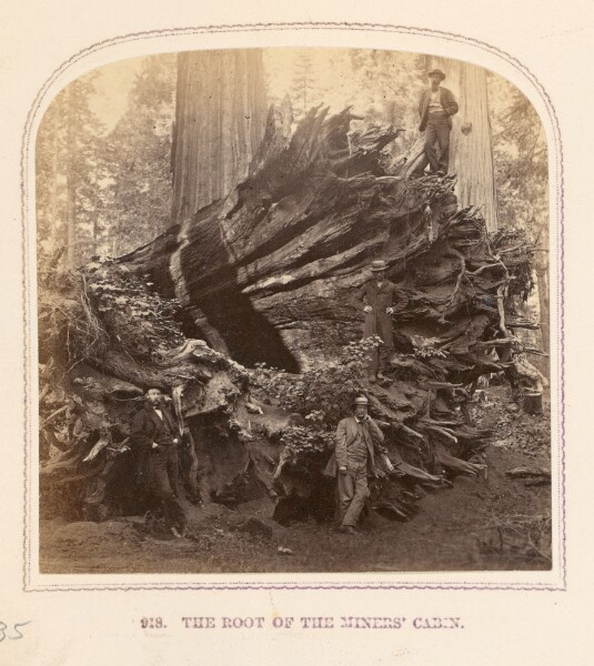 Thomas Houseworth, The Root of the Miners' Cabin
