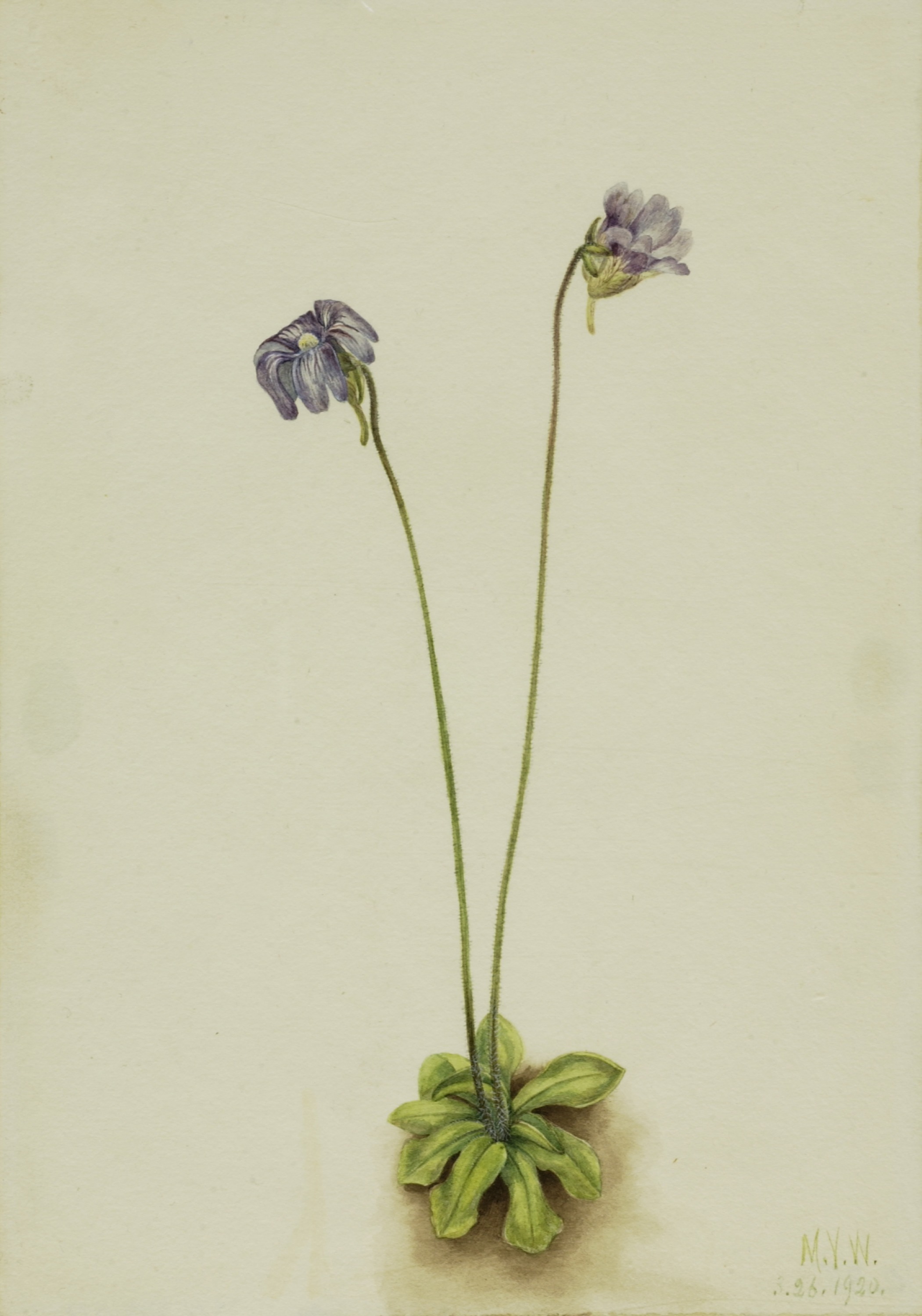 Mary Vaux Walcott, Purple Butterwort (Pinguicula elatior)