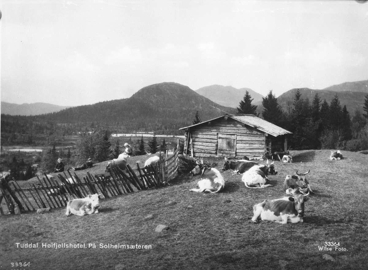 Anders Beer Wilse, Prot: Telemark - Tuddal, Solheimsæter, paa tunet