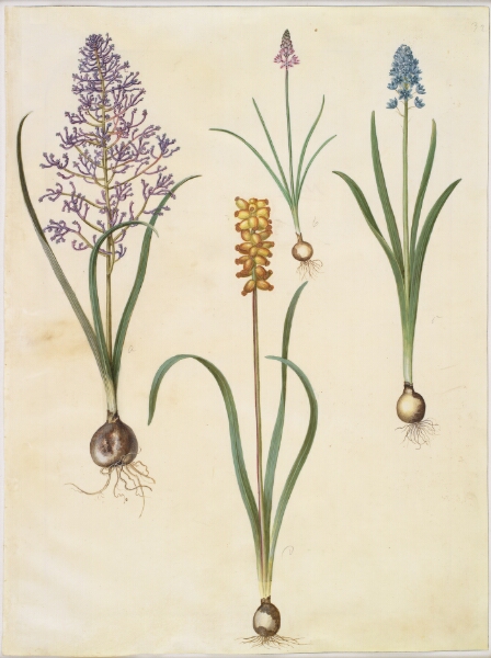 Hans Simon Holtzbecker, Muscari comosum (fjerhyacint); Scilla autumnalis (høst-skilla); Hyacinthoides italica (italiensk klokkeskilla); Muscari macrocarpum (gul perlehyacint)