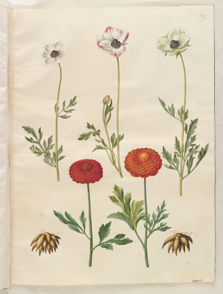 Hans Simon Holtzbecker, Ranunculus asiaticus (have-ranunkel)