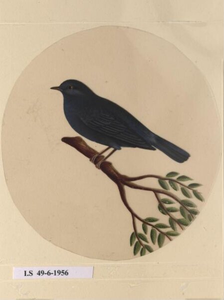 Unknown, One of twelve drawings of birds and reptiles, insects and flowers.