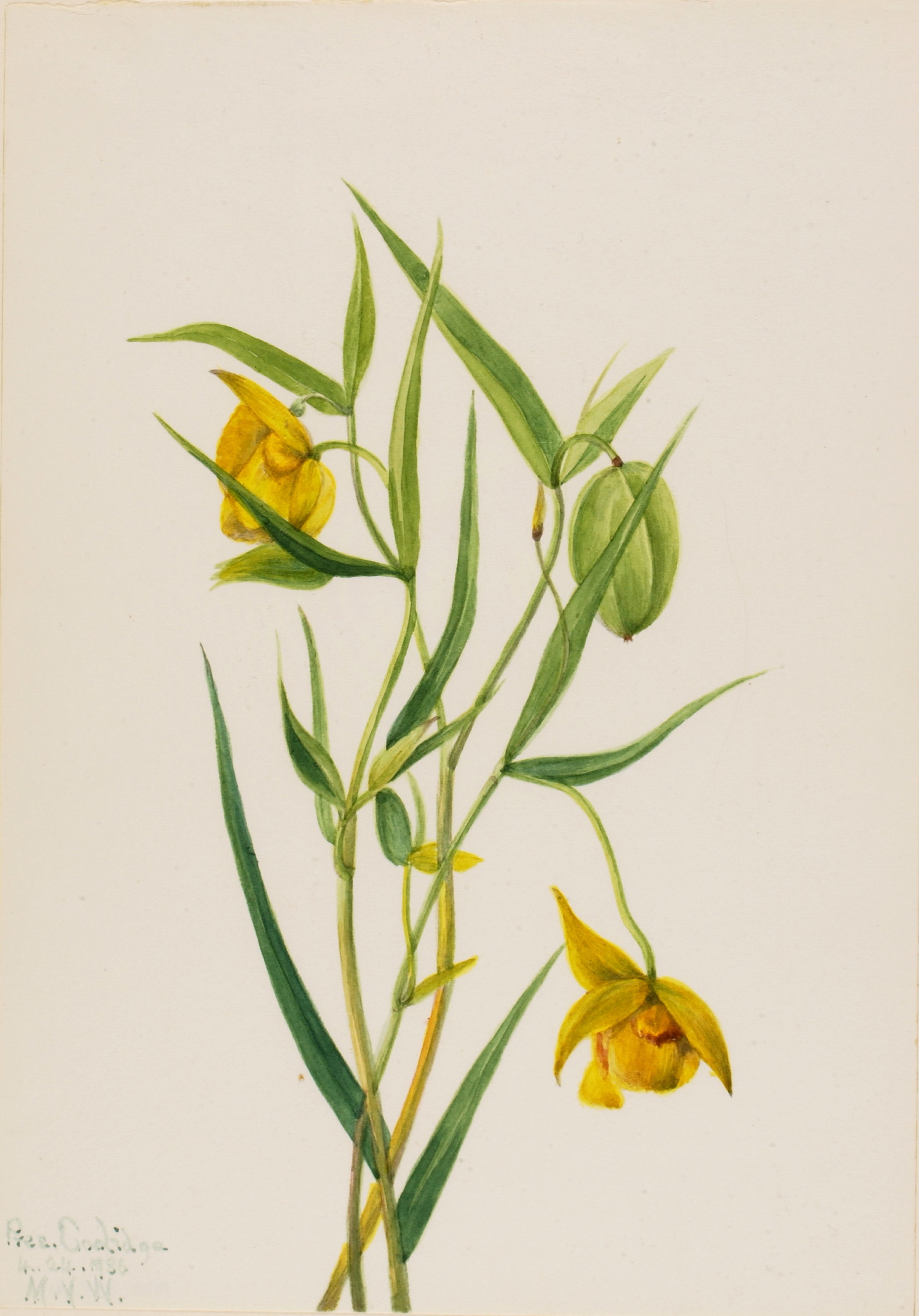 Mary Vaux Walcott, Golden Fairy Lantern (Calochortus amabilis)