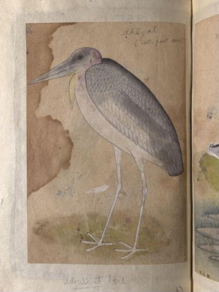 Unknown, Depictions of Night heron (male) and Adjutant bird of Northern India