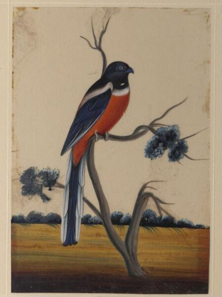 Unknown, One of nine drawings of birds.