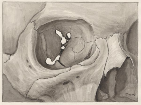 J Wetselaar-Whittaker, Bone structure of the human eye socket