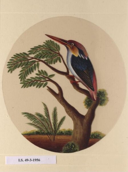 Unknown, One of twelve drawings of birds and reptiles, insects and flowers.