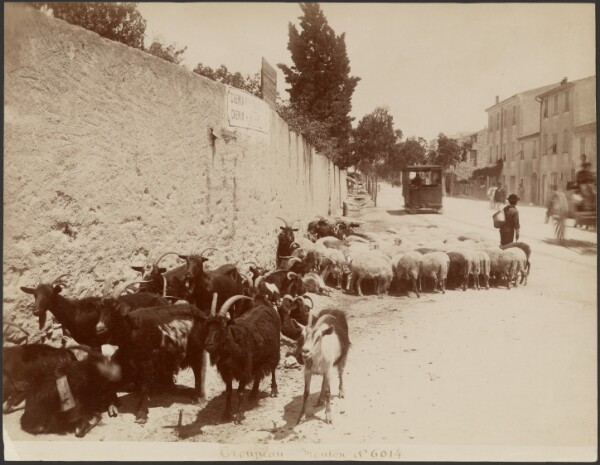 Unknown, Troupeau Mouton