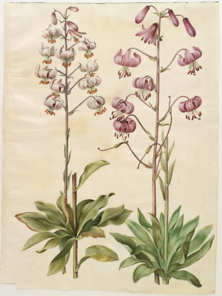 Hans Simon Holtzbecker, Lilium martagon (krans-lilje)