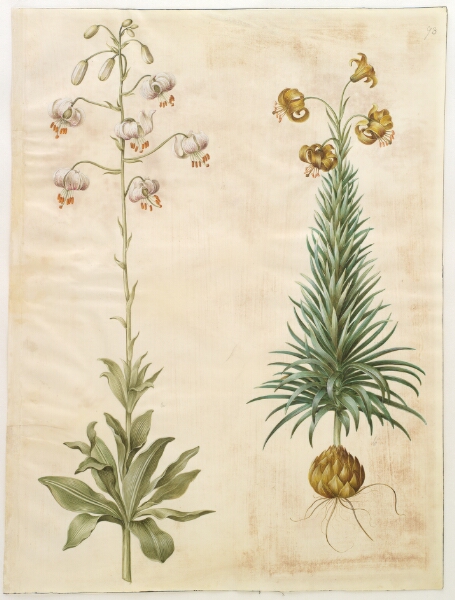 Hans Simon Holtzbecker, Lilium martagon (krans-lilje); Lilium pyrenaicum (pyrenæisk lilje)