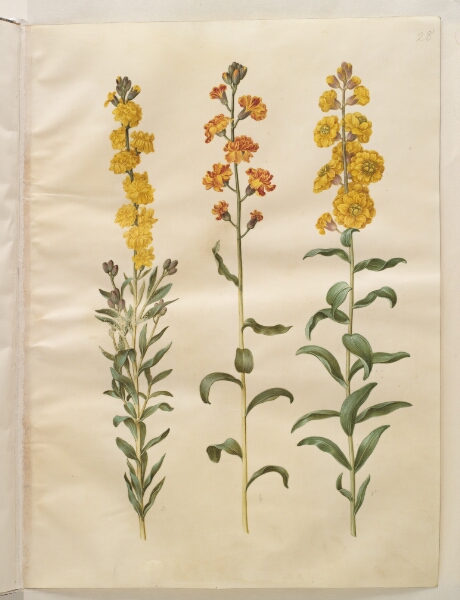 Hans Simon Holtzbecker, Erysimum cheiri (gyldenlak)