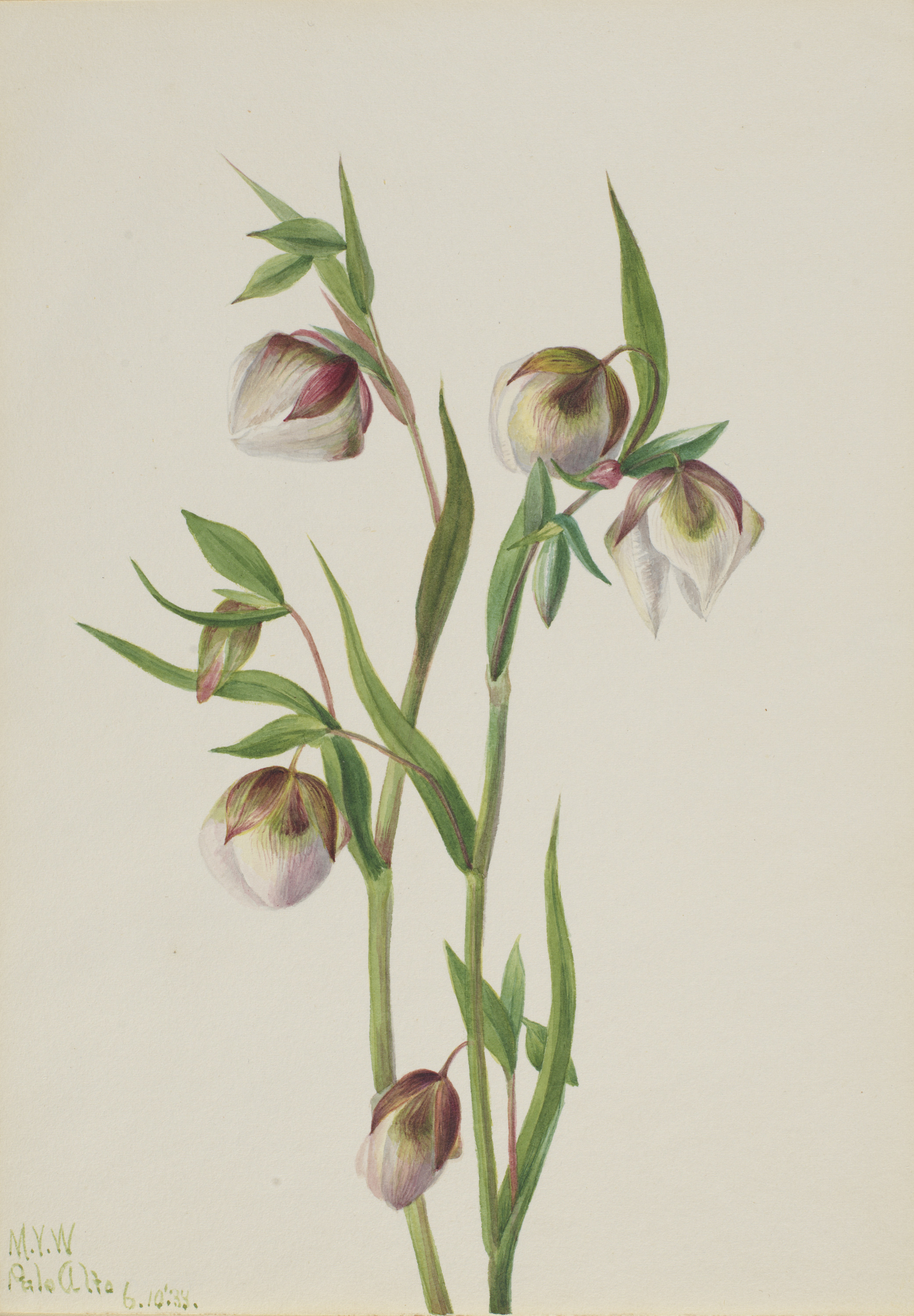 Mary Vaux Walcott, White Fairy Lantern (Calochortus albus)