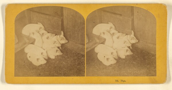 Benjamin West Kilburn, Pigs.