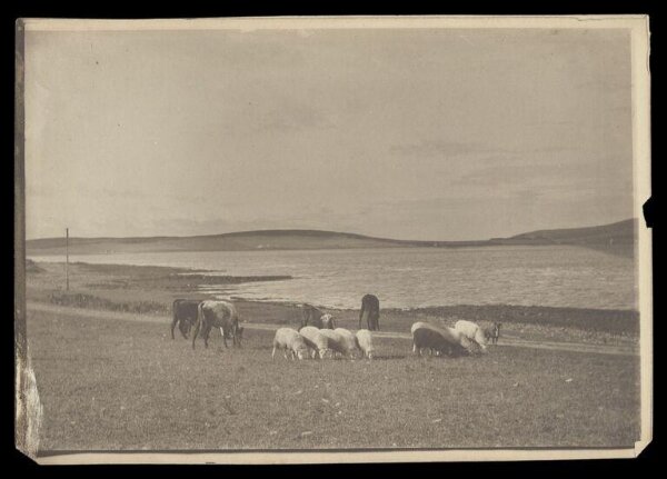 Gale, Lt. Col. Joseph, Sheep and Goats Grazing by the Shore