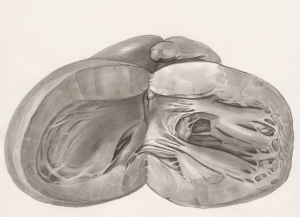 H.G Wetselaar, Heart