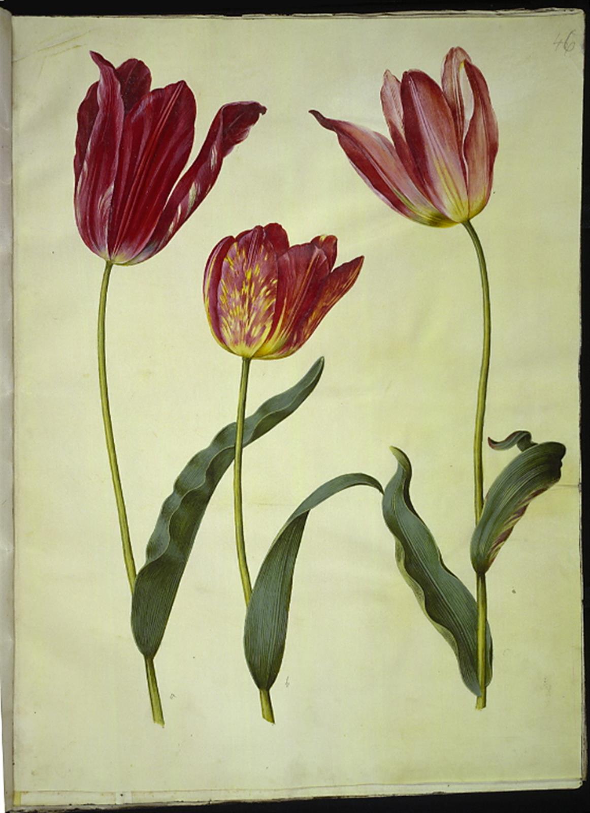 Hans Simon Holtzbecker, Tulipa gesneriana (have-tulipan)