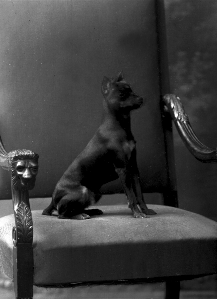Gustav Borgen, Portrett, liten hund i stor stol.