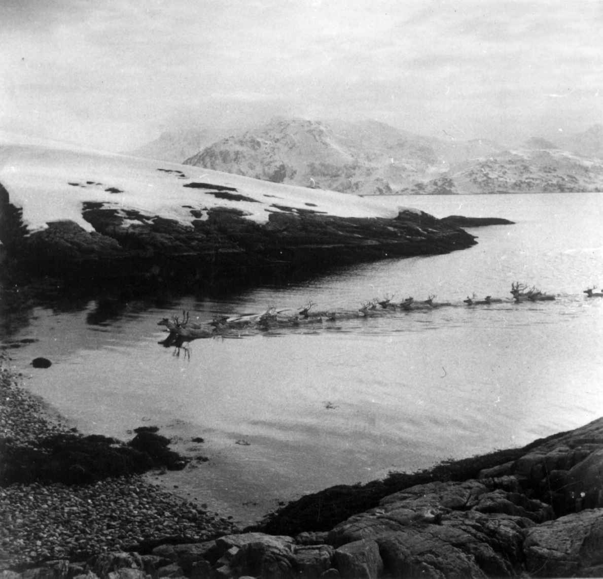 Virginia Raymond Davidson, Vårflytting av Sara og Kemis reinsdyr til Seiland, dyrene svømmer i land fra fergen. Mai 1961.