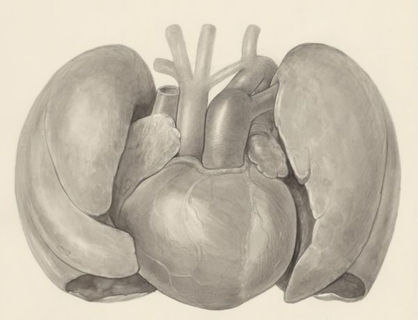 H.G Wetselaar, Heart and adjacent organs