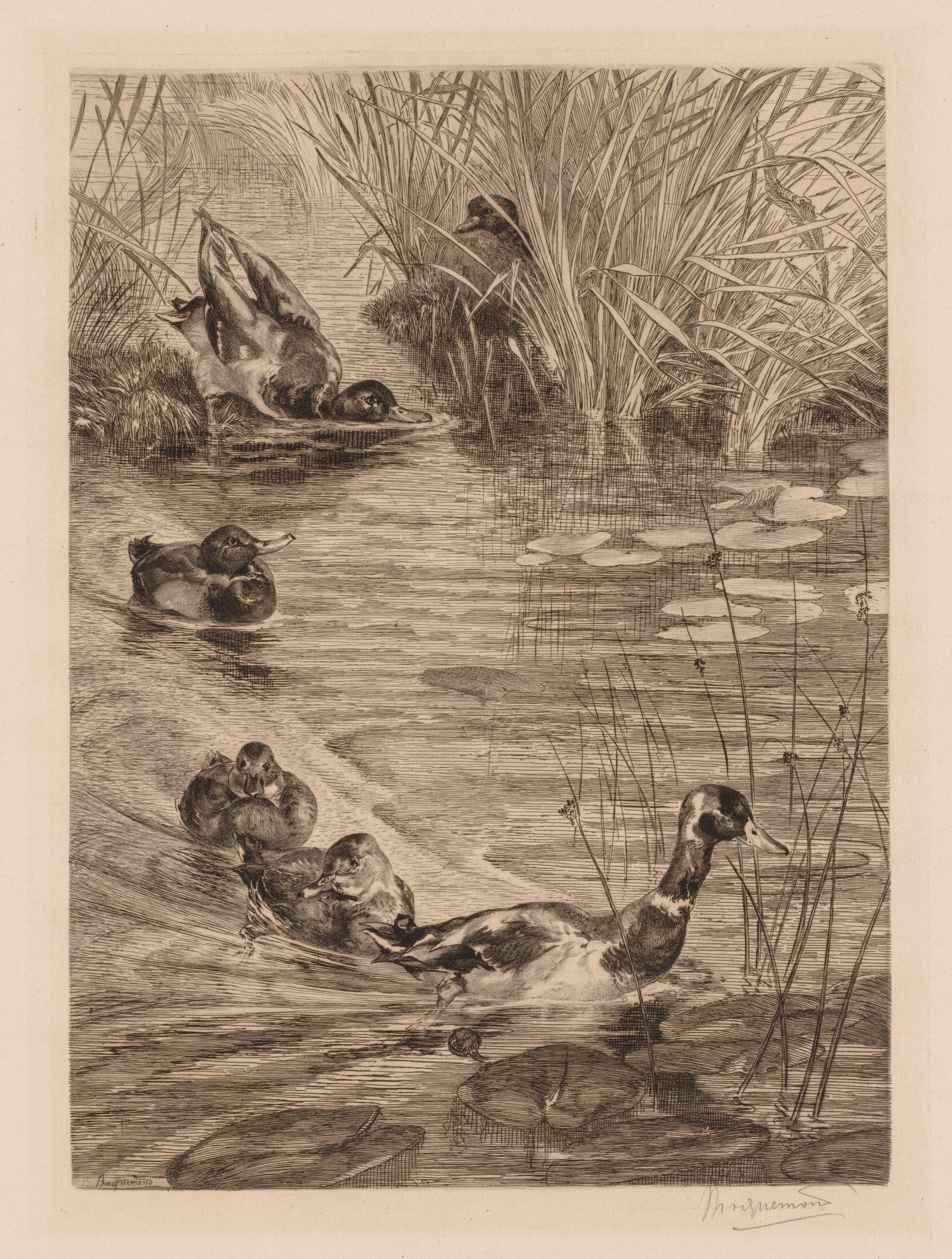 Félix Bracquemond, Ducks at play