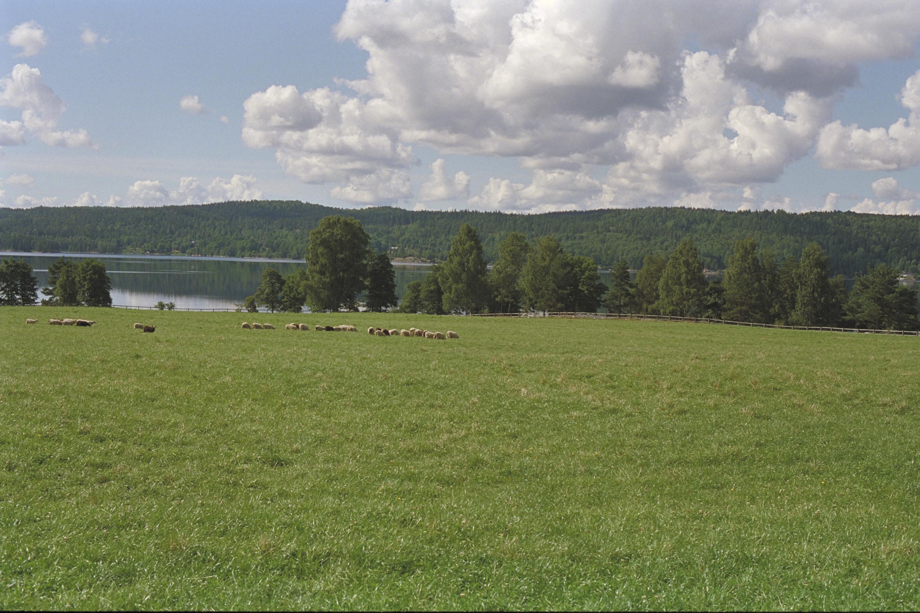 Bengt A Lundberg, Tisselskog