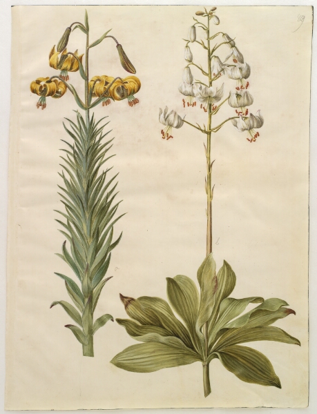 Hans Simon Holtzbecker, Lilium pyrenaicum (pyrenæisk lilje); Lilium martagon (krans-lilje)
