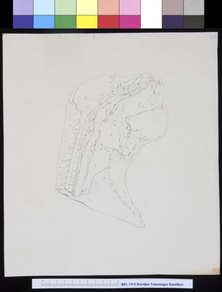 Gerard Sandifort, Animals: ape, skull, cross section