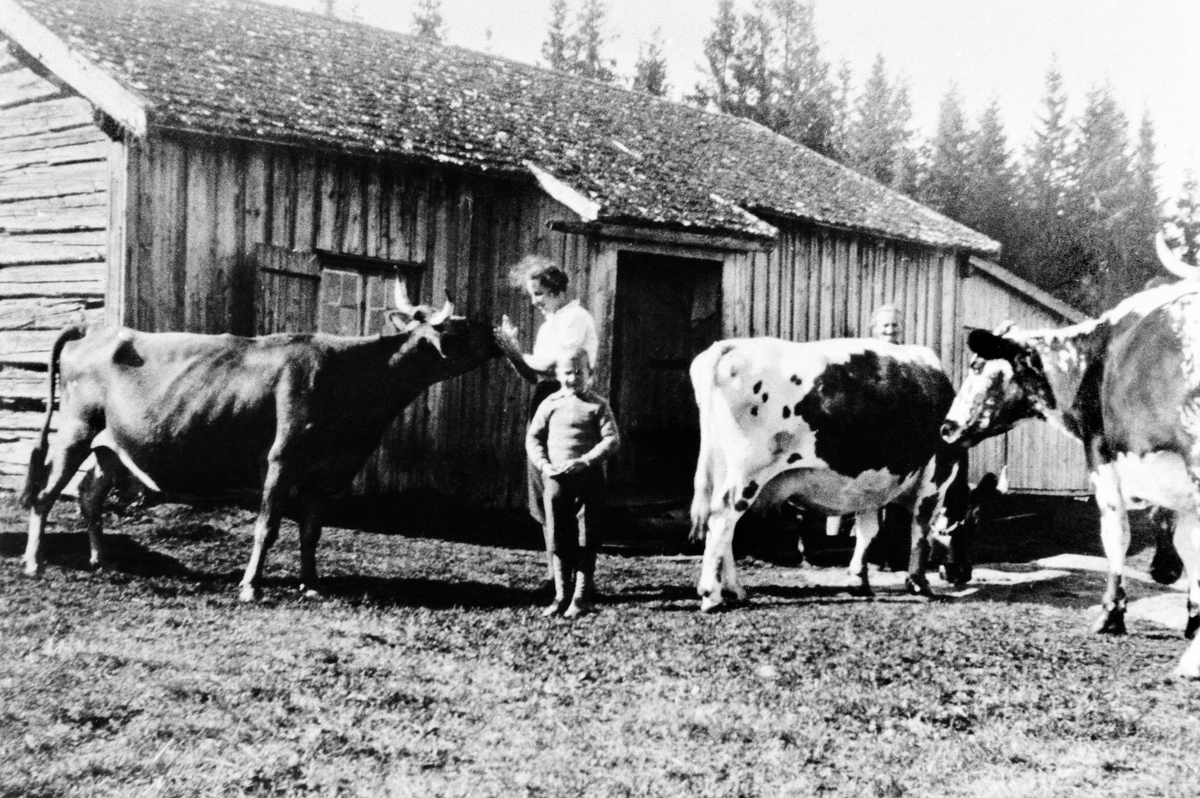 Anno Domkirkeodden, EKSTR: KJERNLI SETER, KUER, INGRID STENDAL, KRISTIAN KRISTIANSENBAK: BUDEIE JULIE HAGASTUEN, SETERHUS IDAG VEDSKJUL OG STALL, LØTEN