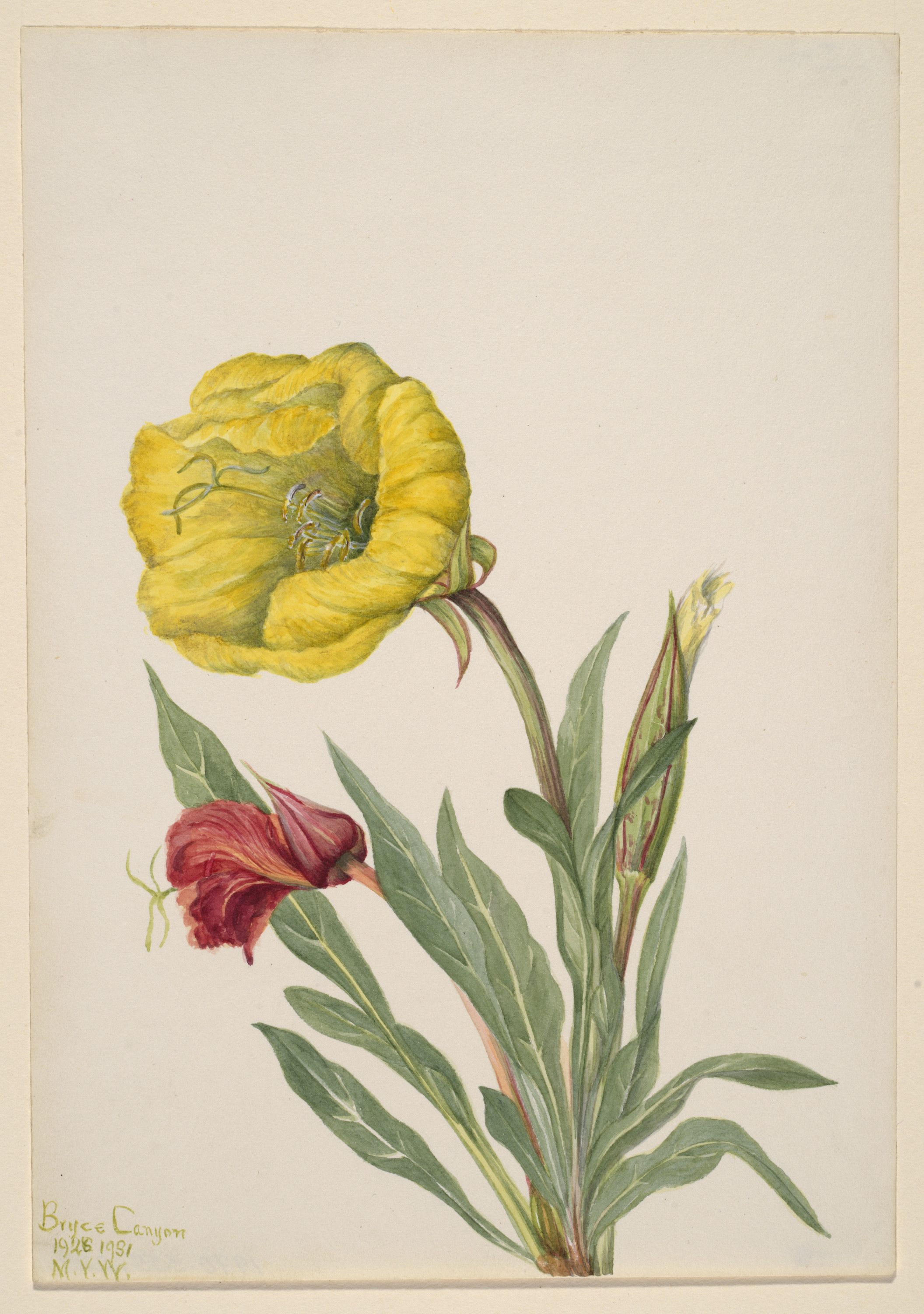 Mary Vaux Walcott, Evening Primrose (Oenothera howardi)