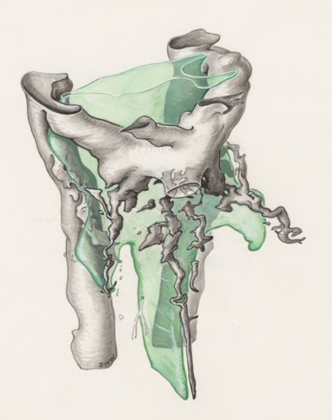 J Wetselaar-Whittaker, Tissue of a human embryo