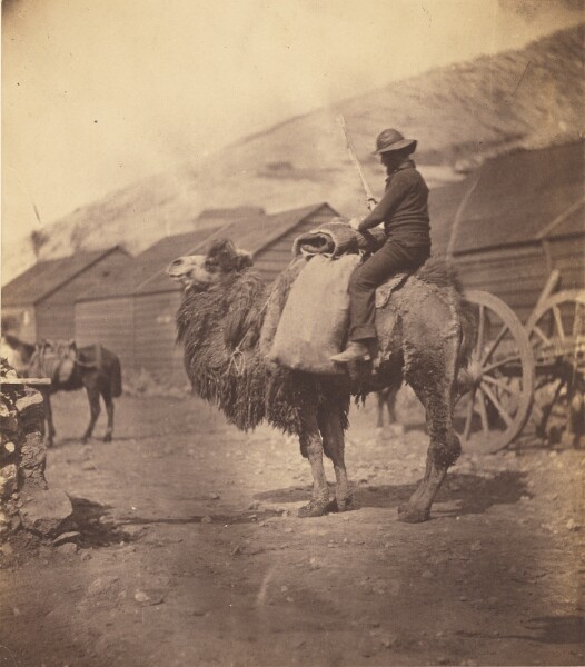 Roger Fenton, [Man Riding Camel]