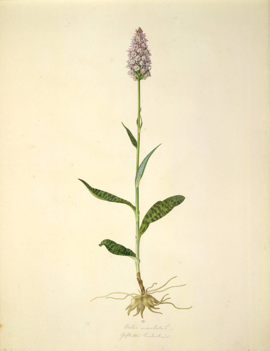 AugustRokert, Orchis maculata L - Geflecktes Knabenkraut