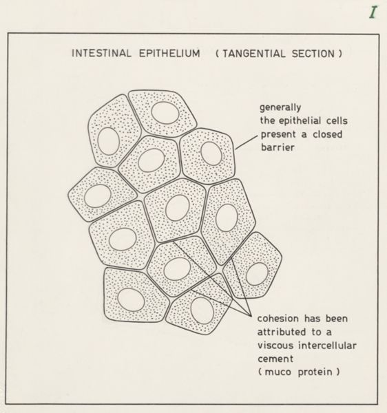 J Wetselaar-Whittaker, Intestinal epithelium