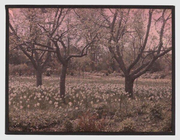 Unknown, Garden study