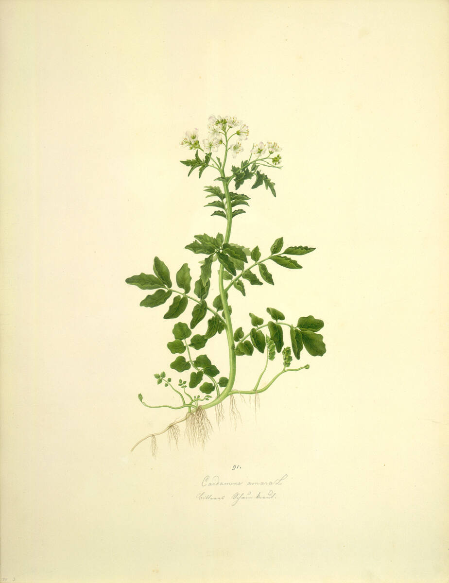 AugustRokert, Cardamine amara L - Bitteres Schaumkraut