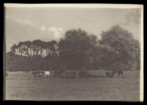 Gale, Lt. Col. Joseph, Cows and Trees