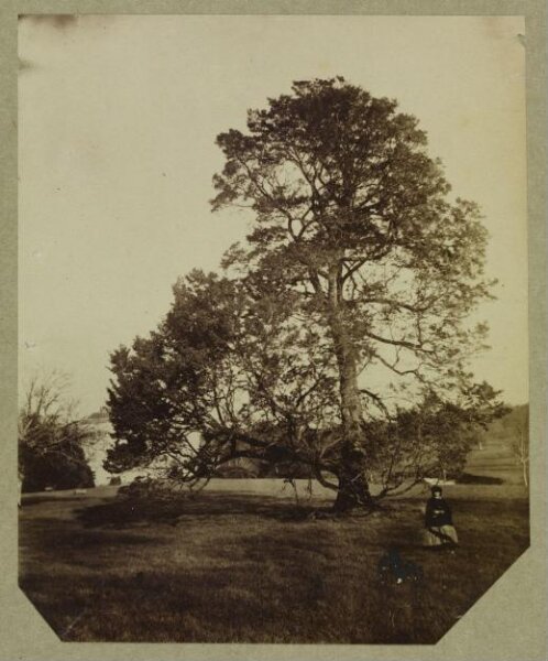 Clementina, Lady Hawarden, Photograph
