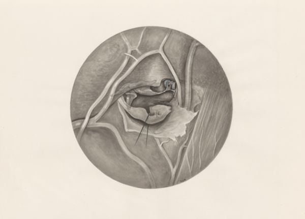 H.G Wetselaar, Microscopic magnification of human tissue