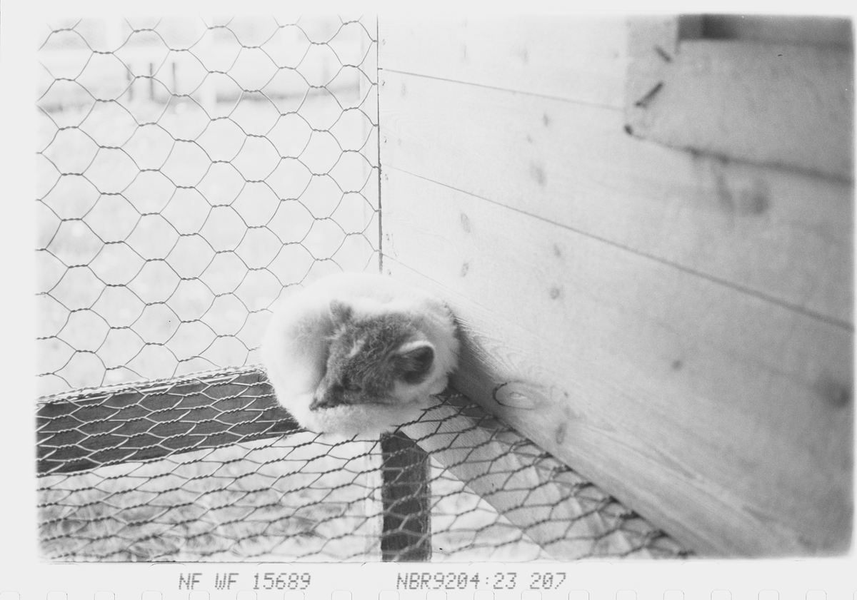 Anders Beer Wilse, Prot: Blårevhalper i bur 3-4 uker